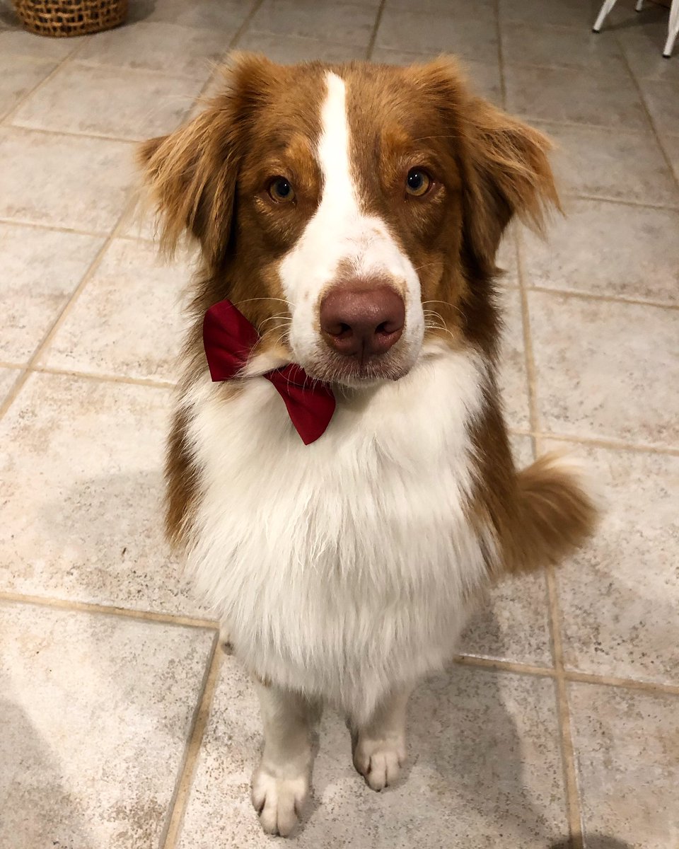 carly_simmonds's tweet photo. @dog_rates Best thread ever! This is Arj the Aussie 🐻🐻 https://t.co/U0UObdLzpN