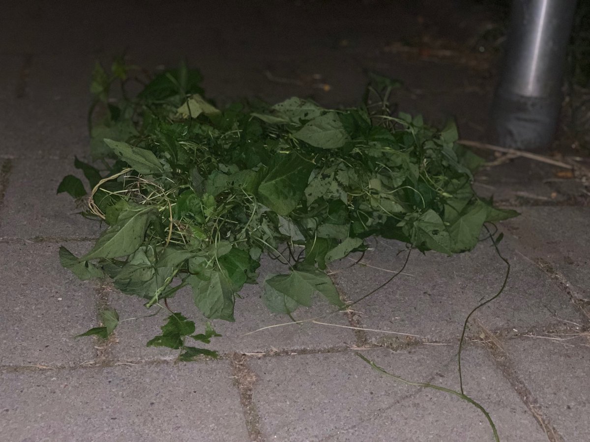 MJuliette3's tweet image. Met dank aan ⁦@Promen_nl⁩ is mijn tuin vergeven van de Haagwinde doordat opzichters er met de pet naar gooien of hun team niet naar behoren aansturen. #Waddinxveen ⁦#Promen#onkruid #onderhoud #parasietplant #OpenbaarGroen ⁦@gemeenteWveen⁩