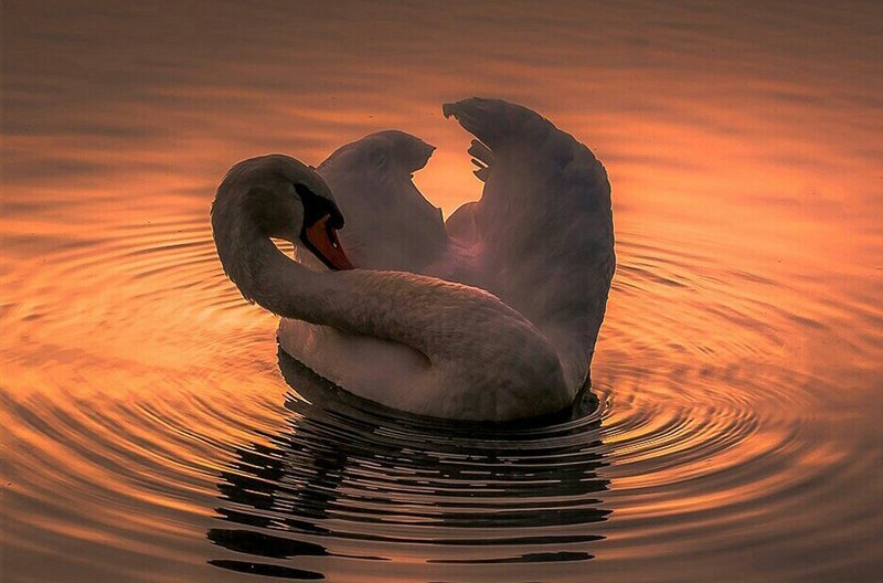 waltomliam (@waltomliam) on Twitter photo 