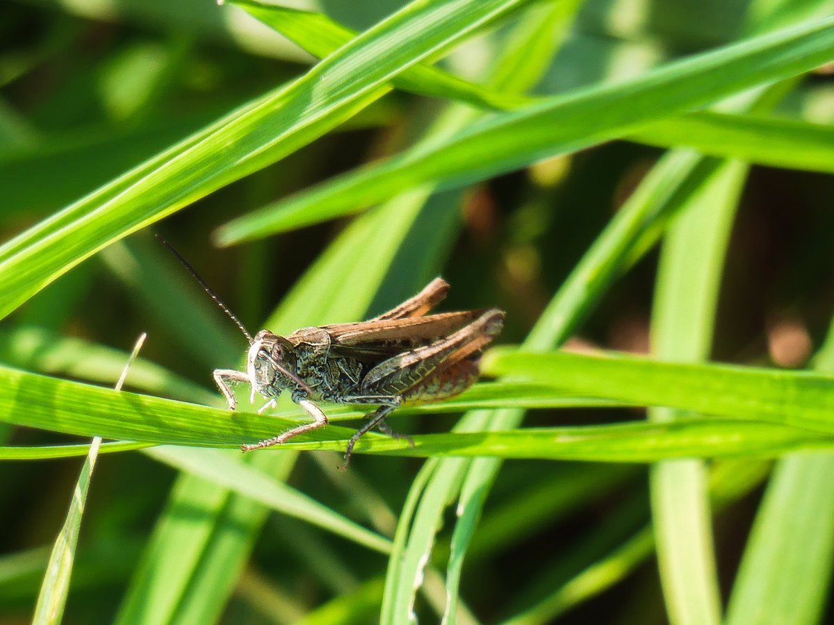 MAlblasserwaard's tweet photo. En de kleinste dieren om ons heen.....hebben altijd mijn aandacht #insect #vlinder #spin #detail #sprinkhaan #Alblasserwaard #BruinZandoogje #web #spinrag https://t.co/GIIawEWP0q