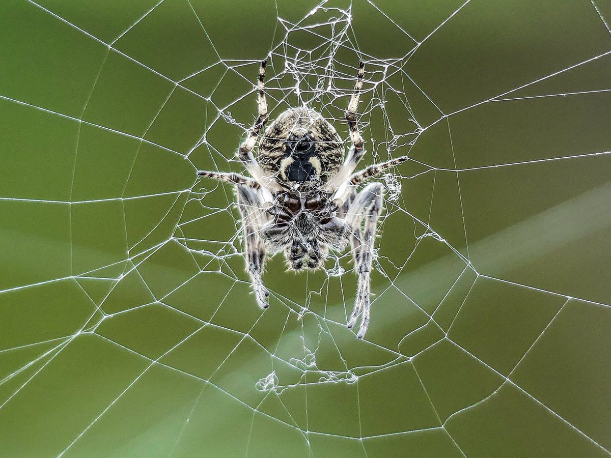 MAlblasserwaard's tweet photo. En de kleinste dieren om ons heen.....hebben altijd mijn aandacht #insect #vlinder #spin #detail #sprinkhaan #Alblasserwaard #BruinZandoogje #web #spinrag https://t.co/GIIawEWP0q