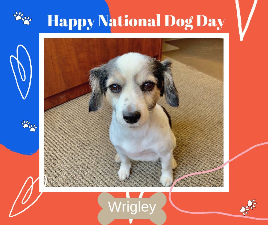 trgmerced's tweet photo. Love dogs? So do we! Today is National Dog Day. Take a picture of your dog and tag us.
Thanks, Chris Rogers for letting us show Wrigley to everyone. 
#nationaldogday #dogs #tinettirealtygroup #wrigley https://t.co/Znt3dwPLE6