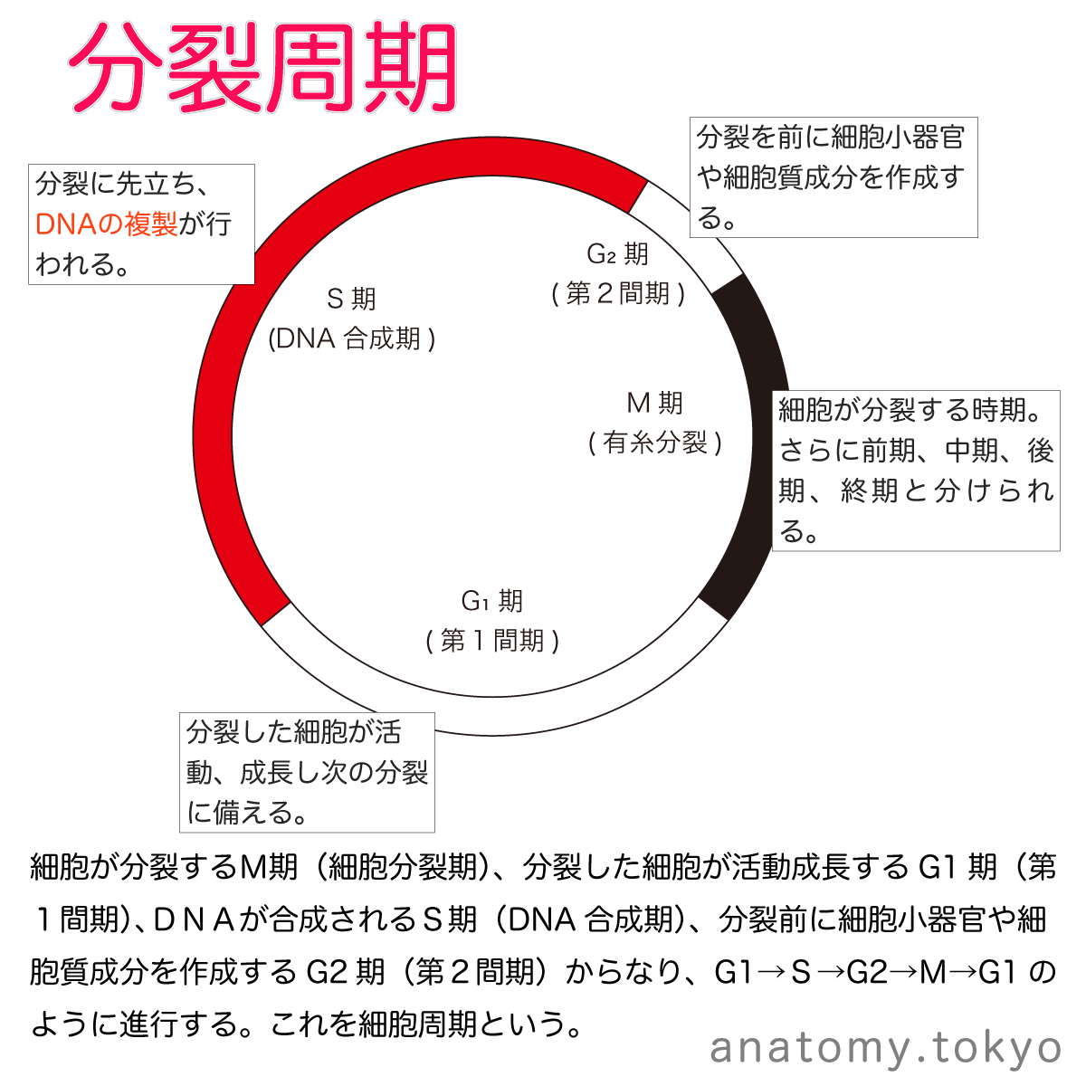 goukakuouenman's tweet photo. 細胞周期において、細胞分裂の時期を( )という。
(解答) M期
分裂を繰り返している細胞は、細胞分裂の時期(M期)と分裂していない間期を繰り返す。この繰り返しを細胞周期といいます。
#解剖学 #細胞分裂 #cell_division #細胞周期 #cell_cycle
【一問一答】
https://t.co/PgaDjmGg4C https://t.co/UoKw7Ea84m