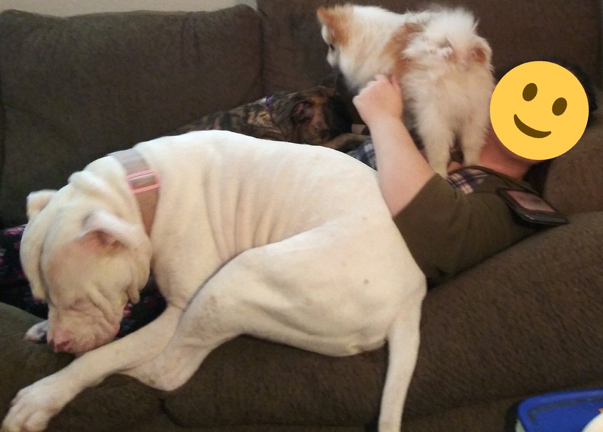 Alexis_R_S02's tweet photo. My three dogs laying on me #NationalDogDay2019 https://t.co/deuDXOob8n