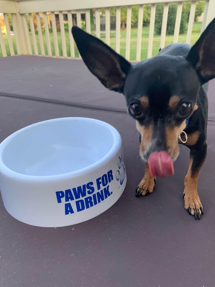 louisvillewater's tweet photo. And now, let's take a moment on #InternationalDogDay to #PawsForADrink 🐾 Meet Elvis, a cute pup who can't help falling in love with Louisville pure tap® 🤣💦#InternationalDogDay2019 https://t.co/t9eE4gTx0P
