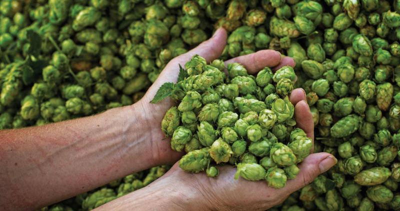 WashingtonBeer's tweet photo. Beer is made from hops. Hops are plants. So, beer = salad. You’re welcome.
https://t.co/9pL4gvqCk1
#DrinkWABeer #homeofthehops https://t.co/RAQlHGh6Qs