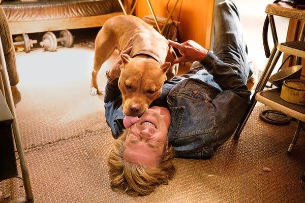 Tom H杏dy 昨日メロメロになってしまったクリフ ブラピ のイッヌ ピットブルテリア のブランディ 超お利口さん 超ワイルド 忠犬 すぎて 飼いたい となりそうですが 闘犬として改良された犬種できちんと躾が出来ないと大惨事になり