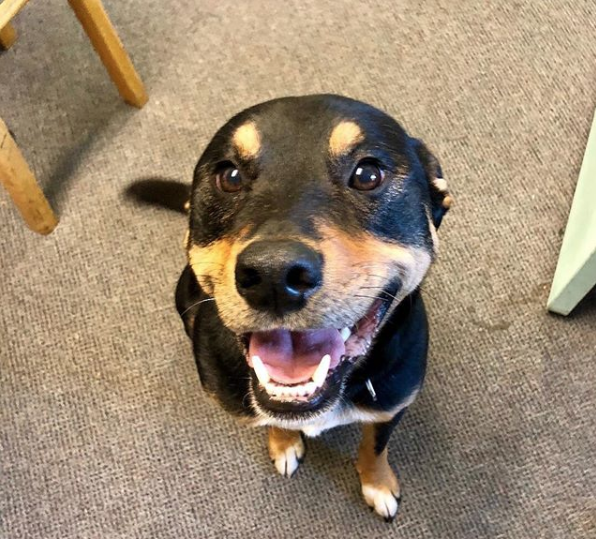 Happy International Dog Day from Barley Beans, the OG brewpup and resident "goodest boy" of Boundary!