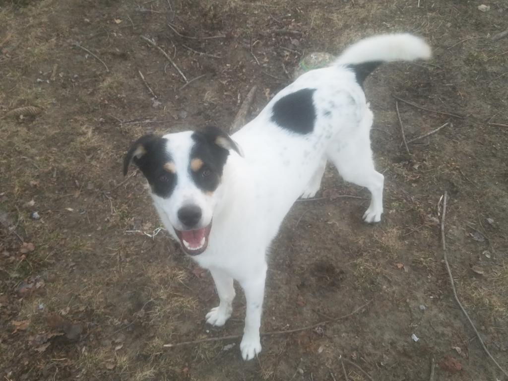 CoachCarm13's tweet photo. @dog_rates Ranger https://t.co/ypOTrkAg2v