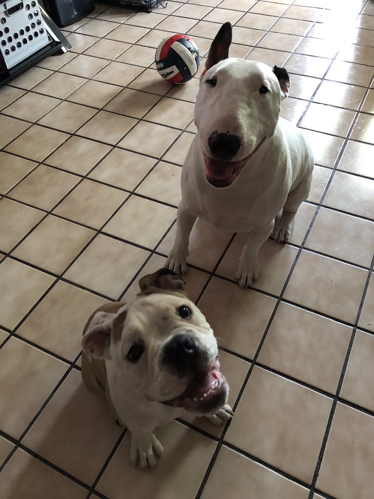 AlyPorQue's tweet photo. @phoenixnewtimes #Puppies #MyBabies #Brothers #InternationalDogDay #BullTerrier #EnglishBullDog #MySweetBoys https://t.co/fT3oFuUfgf