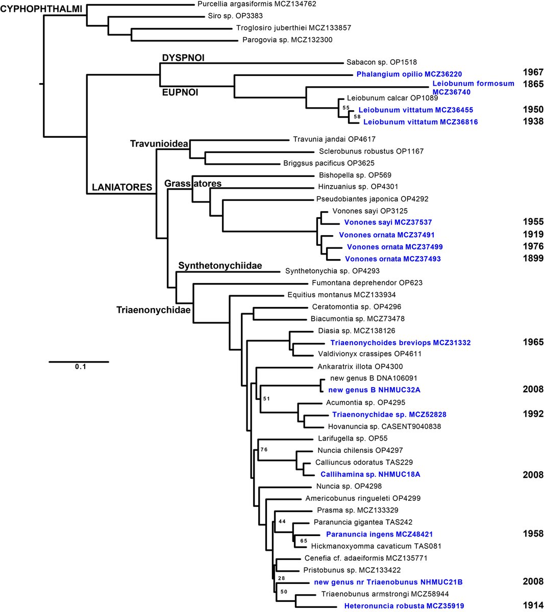 sderkarabetian's tweet photo. Our new paper, accepted &amp; online! We sequence #UCEs from 150+ year old ethanol-preserved museum specimens. And you can too! DM if you need access. With @ggiribet @tarantuligia 
Link: https://t.co/GCGKqCXv6d

#museums #Opiliones
cc: @ultraconserved @ArborBio https://t.co/BHhN0OlTFK
