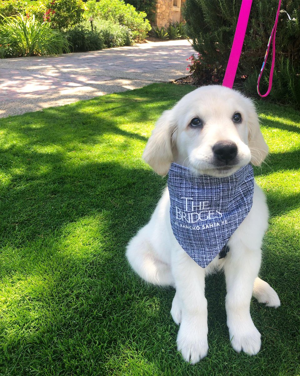 TheBridgesRSF's tweet photo. Happy #NationalDogDay from some of #TheBridgesRSF’s favorite furry friends 🐾⛳️ https://t.co/73TXWsZMyt