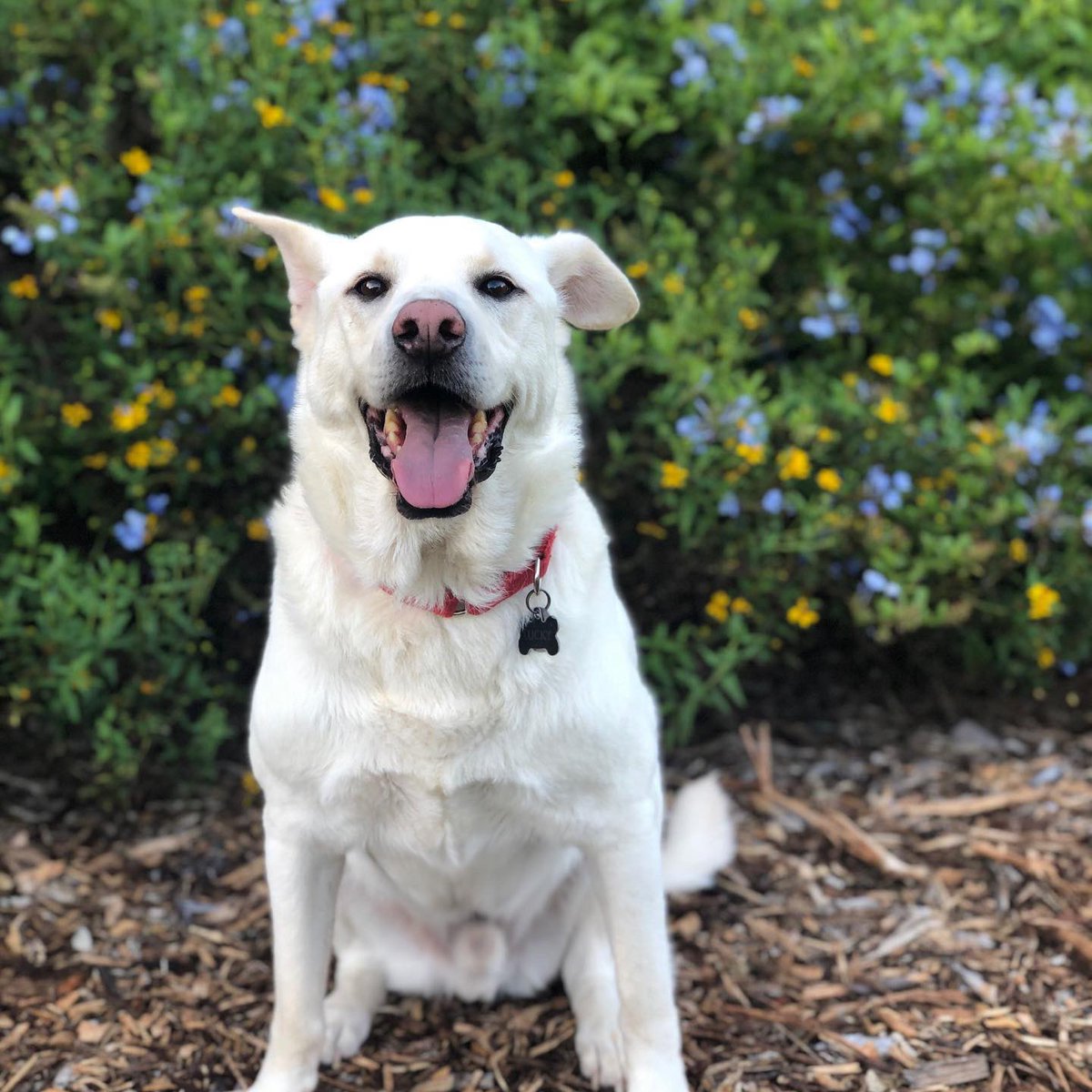 TheBridgesRSF's tweet photo. Happy #NationalDogDay from some of #TheBridgesRSF’s favorite furry friends 🐾⛳️ https://t.co/73TXWsZMyt