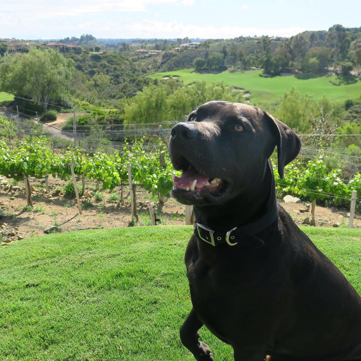 TheBridgesRSF's tweet photo. Happy #NationalDogDay from some of #TheBridgesRSF’s favorite furry friends 🐾⛳️ https://t.co/73TXWsZMyt