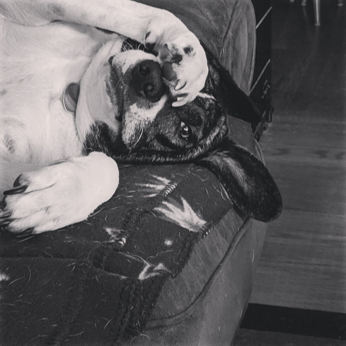 AprilThorpe8's tweet photo. @dog_rates Jasper being cute 😍 https://t.co/bx103NQ3rR