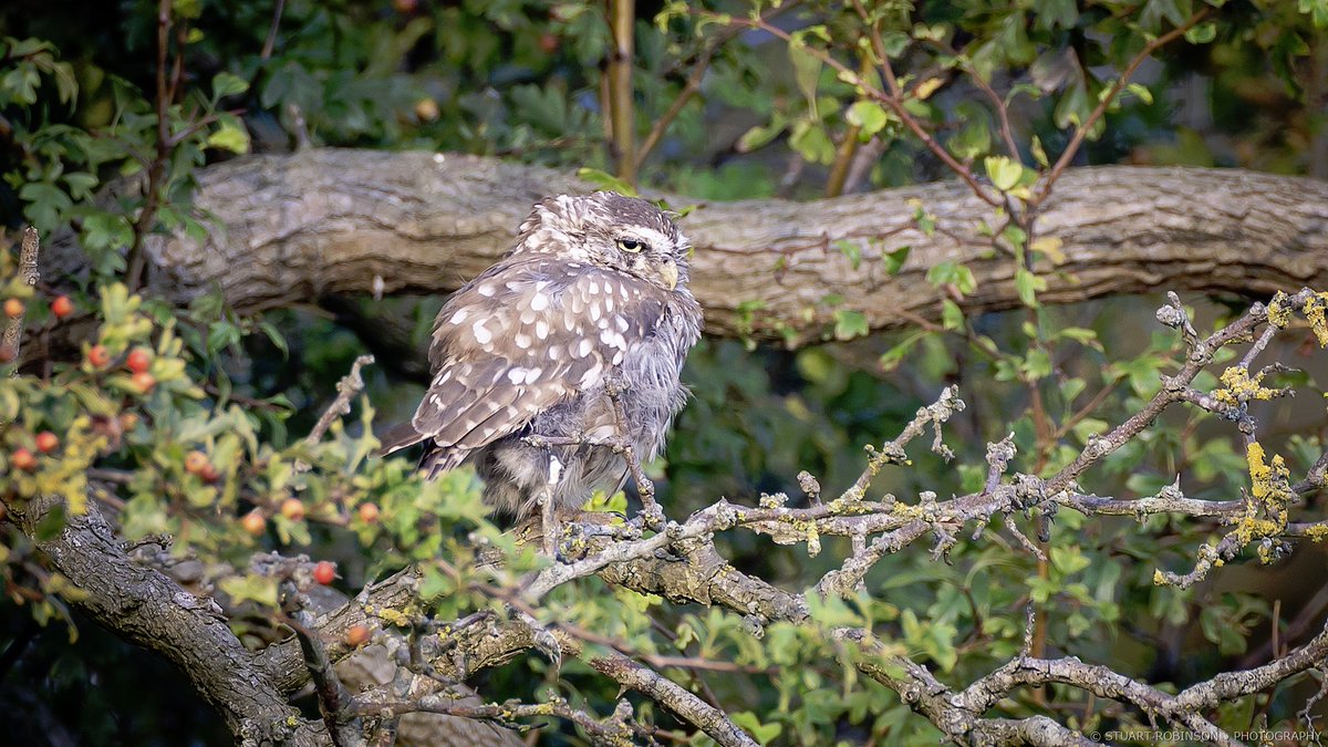 Little owls (Athene noctua) showing well in this evening's late sunshine at Burton Point. #sony600mmf4 #sony600mm⁠ #sonyalpha #bealpha #birdphotography #wildlifephotography #wirral