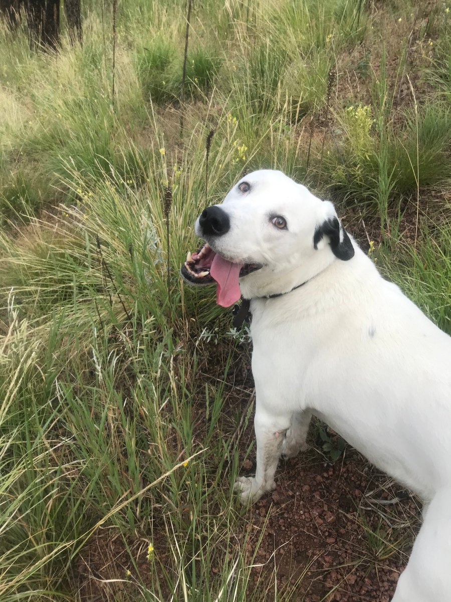 Switchbacks FC tweet media