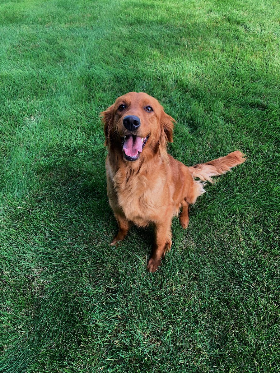 AmGoldens's tweet photo. Happy #InternationalDogDay!🐾
We are choosing to showcase Mya today, she has been a great Momma to her now 9 week old #puppies! 
It was a busy weekend for our pups that have found their forever homes &amp; she loved to greet our visitors❤️
https://t.co/fKTB1FvKtS 
#GoldenRetriever https://t.co/obLCNvkJYW