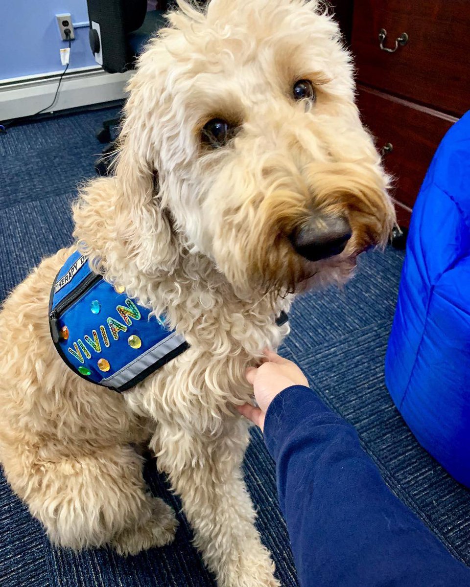 Vivian the Doodle (@wvudoodle) on Twitter photo 