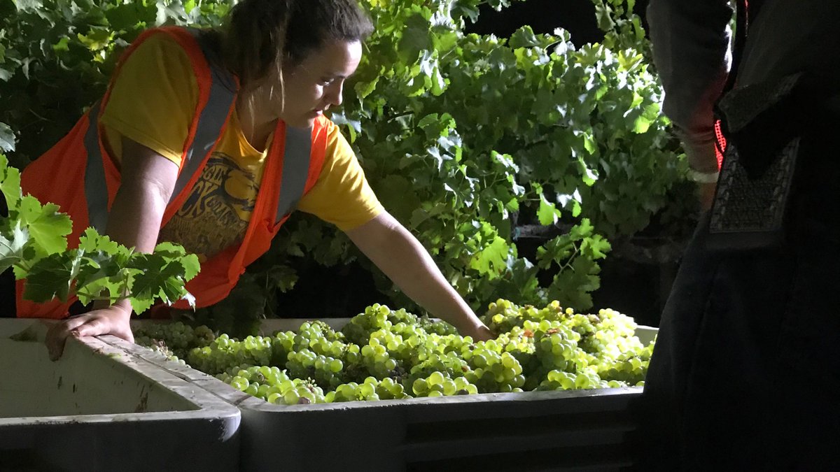 Sauvignon Blanc fruit has just started to come in! Harvest 2019 has officially commenced! 📷: Eric Gallegos