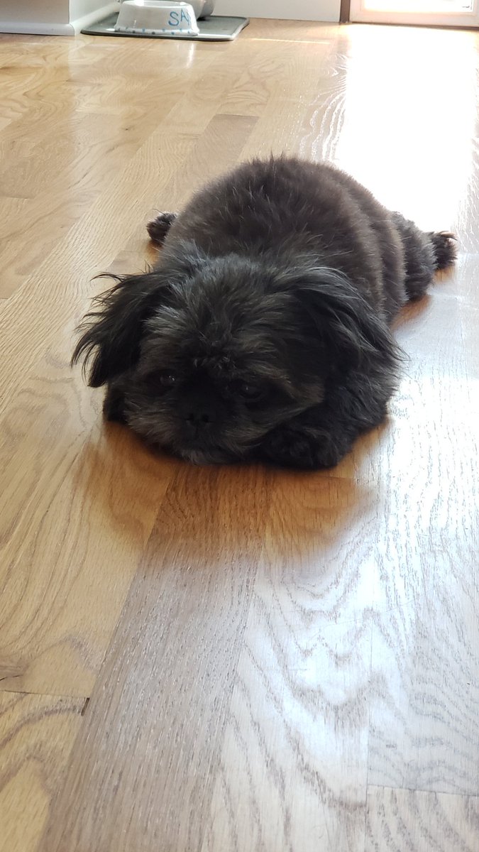 FrancesBettis's tweet photo. Its 104° 🔥 in #Sacramento today! Not even #NationalDogDay can get Sammy excited 😔🐶 Hang in there buddy. #DogMom #bestfriend #dogsofcisco https://t.co/6DECopGJMA