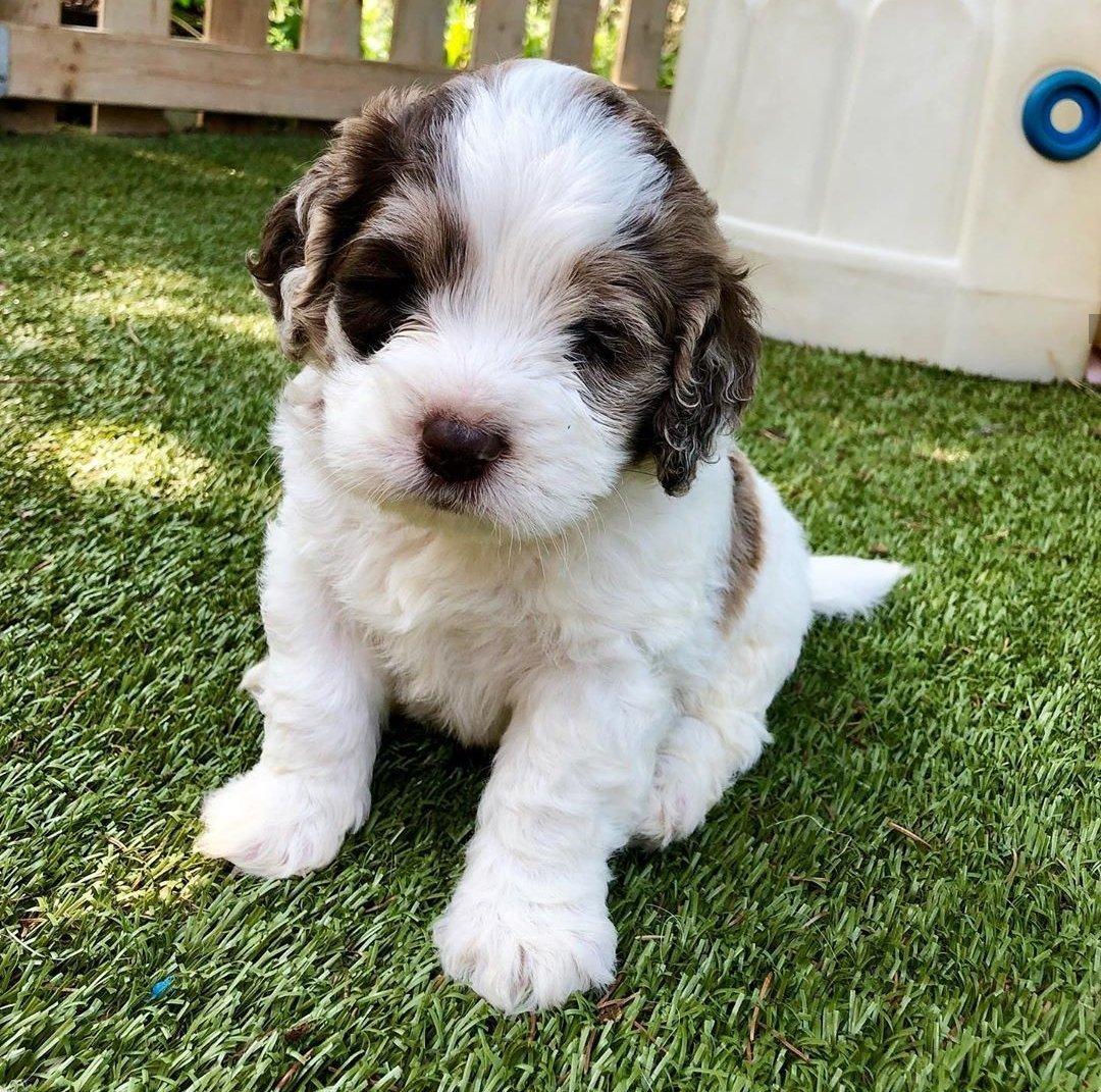 shaampanch's tweet photo. Say hi to Loco 🐾 https://t.co/MiSs8hYi1C