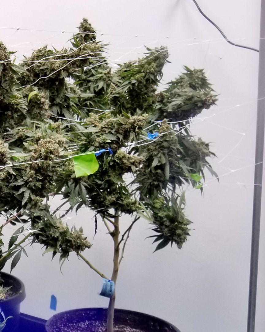 BlackDogLED's tweet photo. Get your commercial garden growing to the max with the PhytoMAX-2 series!

________________________________________
#blackdogled  #ledgrowlighting #indoorgarden 
#growtent #growkit  #spectrum  #growyourown #agriculture #environment #stickyicky #bestledgrowlight #cultivator https://t.co/QqtTIUnLGL