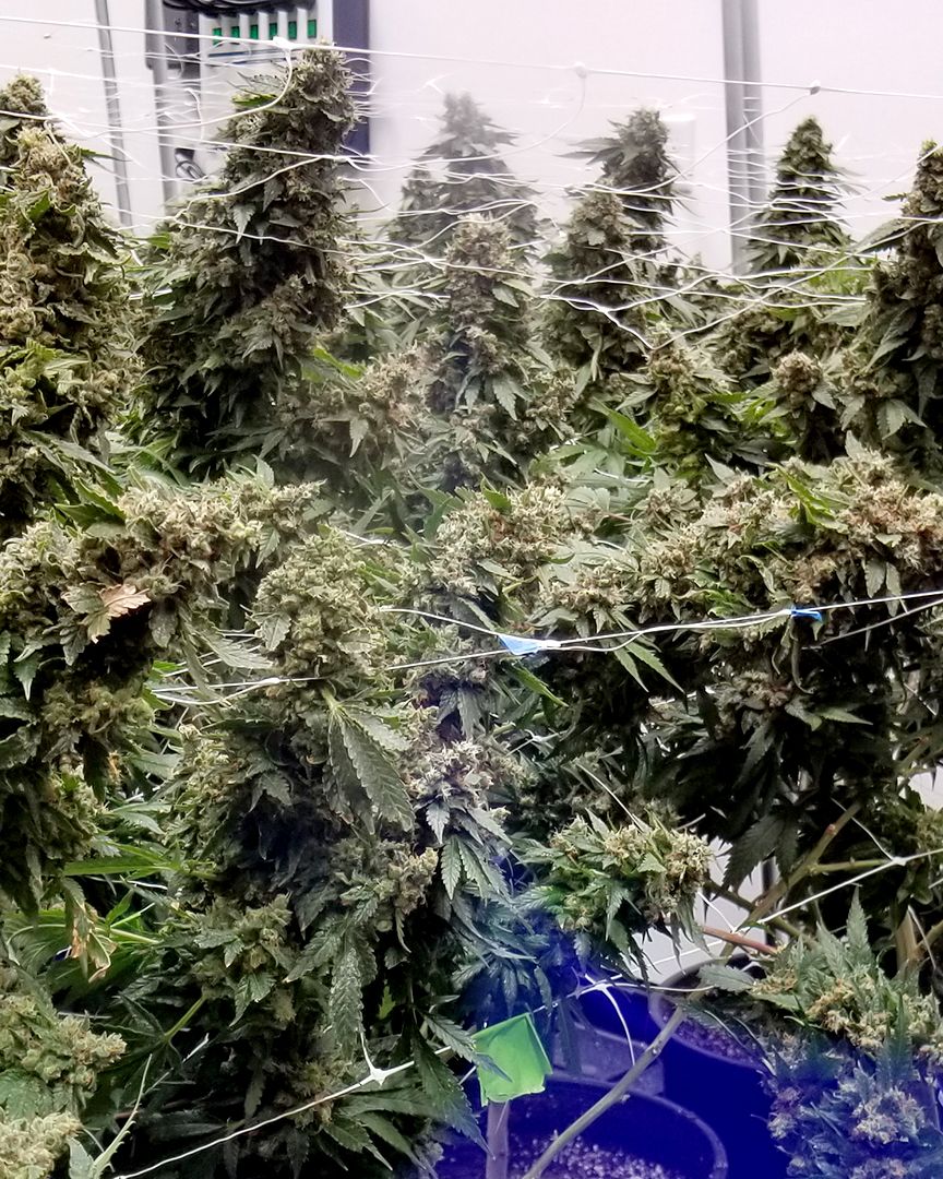 BlackDogLED's tweet photo. Get your commercial garden growing to the max with the PhytoMAX-2 series!

________________________________________
#blackdogled  #ledgrowlighting #indoorgarden 
#growtent #growkit  #spectrum  #growyourown #agriculture #environment #stickyicky #bestledgrowlight #cultivator https://t.co/QqtTIUnLGL
