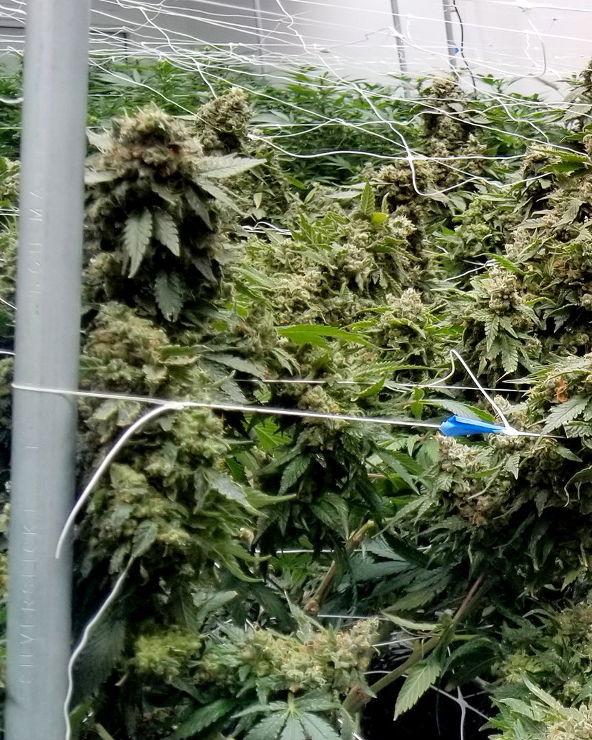 BlackDogLED's tweet photo. Get your commercial garden growing to the max with the PhytoMAX-2 series!

________________________________________
#blackdogled  #ledgrowlighting #indoorgarden 
#growtent #growkit  #spectrum  #growyourown #agriculture #environment #stickyicky #bestledgrowlight #cultivator https://t.co/QqtTIUnLGL