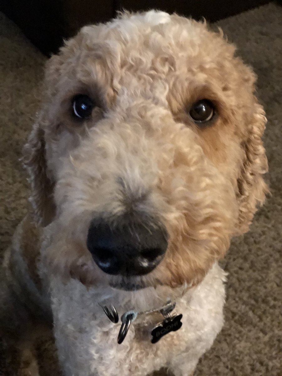 Happy #InternationalDogDay from this cute goober. His name is Bodhi, after the rebel hero who piloted rogue one.