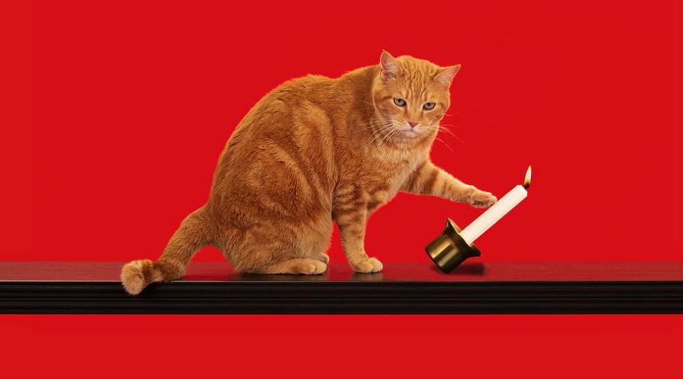 BobWitt16's tweet photo. PREVENT A CAT-A-STROPHE!  (See what I did there?!)
No one's asked me about Renter's Insurance exactly like that, yet!   But in all seriousness, Renter's Insurance has saved many a client!   Head here to learn more!

>>https://t.co/CVvUOhpkKP

#Tucson #insurance #protection #SAVE https://t.co/Mnd9RRBOLV