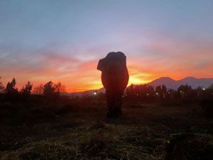 GlobalElephants's tweet photo. During the process of getting everything ready for Ramba’s rescue, we have discovered some new information along the way. We knew that at one point Ramba was with another elephant, but the more we learned, the sadder the story became. https://t.co/655NAqUmZf

#AirRamba #elephants https://t.co/9YmiTLyxrm