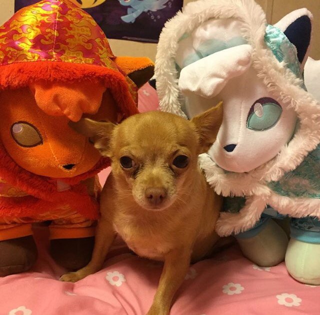 Scarlie_V's tweet photo. It’s #NationalDogsDay here’s my dog Foofoo ❤️
#Chihuahua #dog #vulpix #vulpixlove #alolanvulpix #vulpixplush #cute #pokemon #pokemonplush #toy #buildabear #animals #CuteDog #Doggo https://t.co/HobtTfDyfE