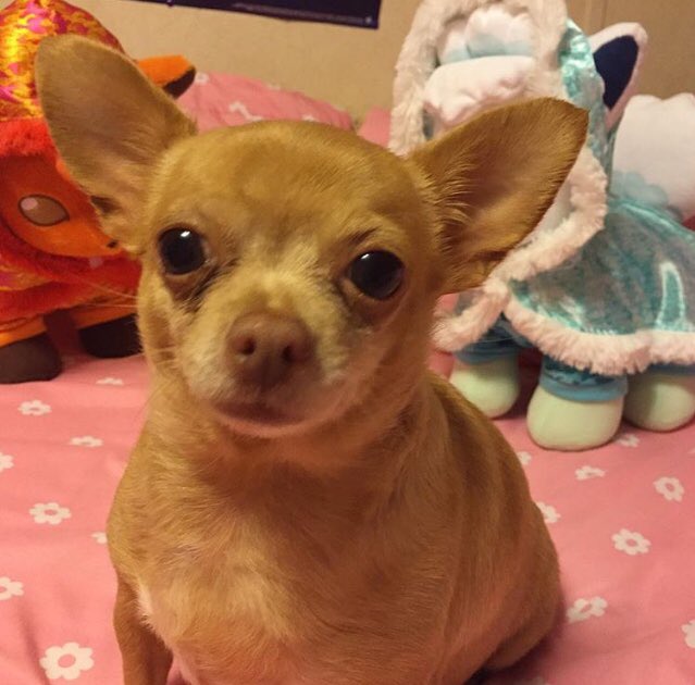 Scarlie_V's tweet photo. It’s #NationalDogsDay here’s my dog Foofoo ❤️
#Chihuahua #dog #vulpix #vulpixlove #alolanvulpix #vulpixplush #cute #pokemon #pokemonplush #toy #buildabear #animals #CuteDog #Doggo https://t.co/HobtTfDyfE