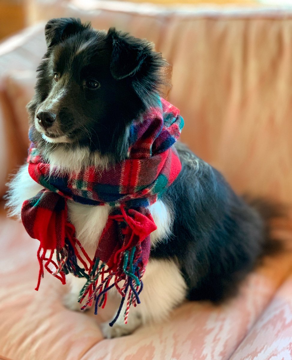 Neep McFarlane tweet media