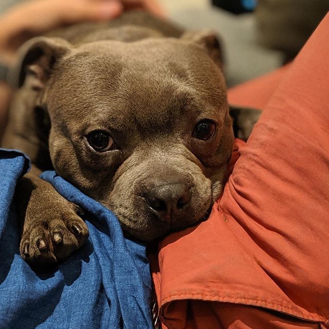 NutellaStaffy's tweet photo. How about next time you bring me on holiday?

#dogsneedholidaystoo #toughlife #superaunt #shittyparents #missedyousomuch #staffordshirebullterrier #bluestaffy https://t.co/l83hDDWE81 https://t.co/rQrEoW8uhg