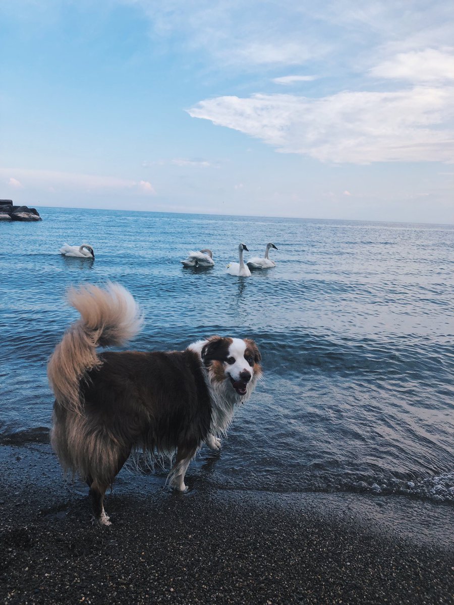 axnsley's tweet photo. Happy #InternationalDogDay to my baby Bailey https://t.co/mEbnJh17ZX