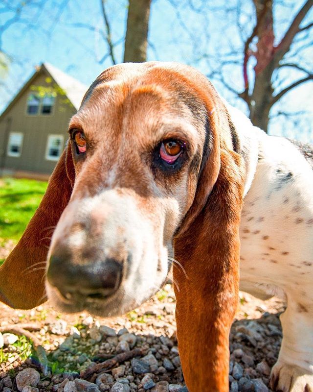gunnrwilliams's tweet photo. Happy National Dog Day from Gus the Basset Hound!!
I make dog art.
#youwithdog #dogart #mybuddymypalmyfriend .
.
.
.
.
#photography #photograph #gunnarwilliamsphotography #gunnwilliams #dog #dogs #dogphotography #puppy #dogoftheday #dogsofinstagram #bass… https://t.co/EmnV46ClHR https://t.co/EChYvBUa9n