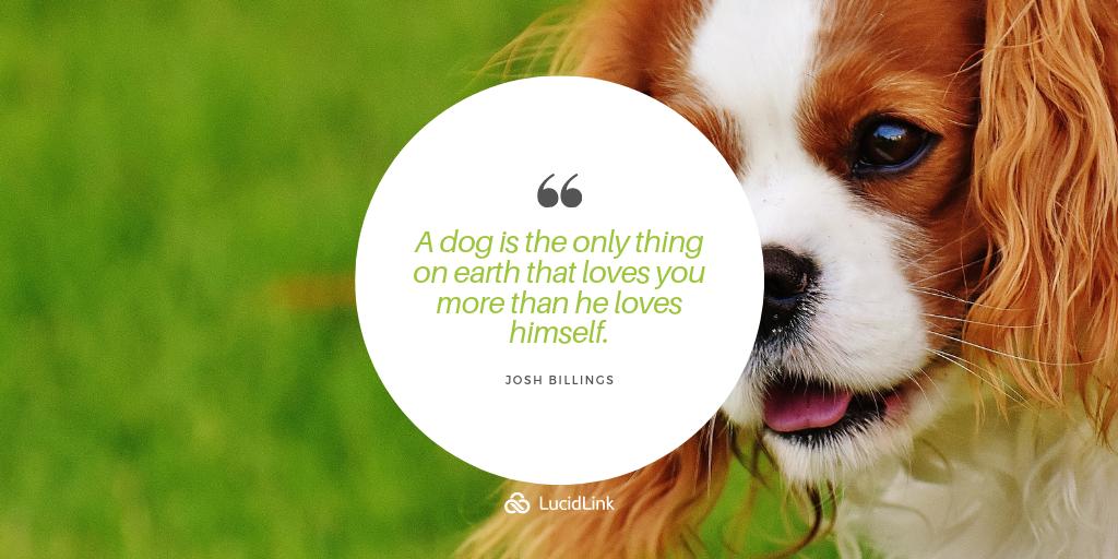 Lucid_Link's tweet photo. #HappyDogDay - Please share your photos and tag #dogsofLucidLink https://t.co/V9DnT6I4Ff