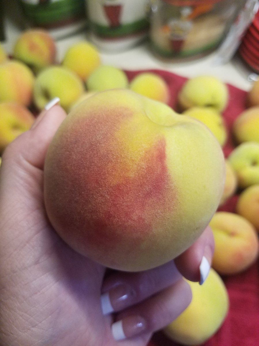 CandiceHead16's tweet photo. Peach harvest 2019 has finally arrived! I can't wait to bake some peach cobbler and share it with my peeps! 🍑🍑🍑 #peaches #peachharvest #peachlover #peach #peachcobbler #peachjam #peachdaquiri https://t.co/jv2b6Y8iPZ