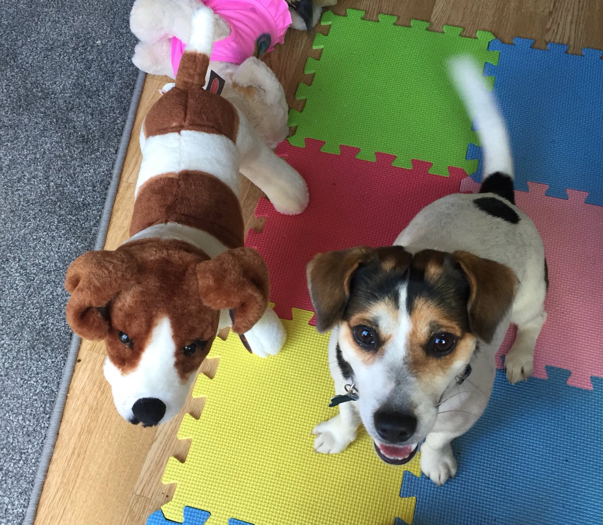pogletbabe's tweet photo. #InternationalDogDay #woof Hey Bert https://t.co/EnkBV05Oj7