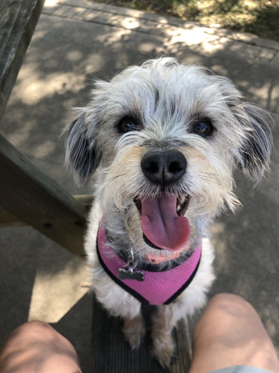 jnikkylu's tweet photo. Who needs an excuse to tweet a pic of your dog when she’s this cute? 😍💓 #happynationaldogday #LibbyLu #Libbysayshey 👋🏼🐾 https://t.co/CI9TYEbTmS