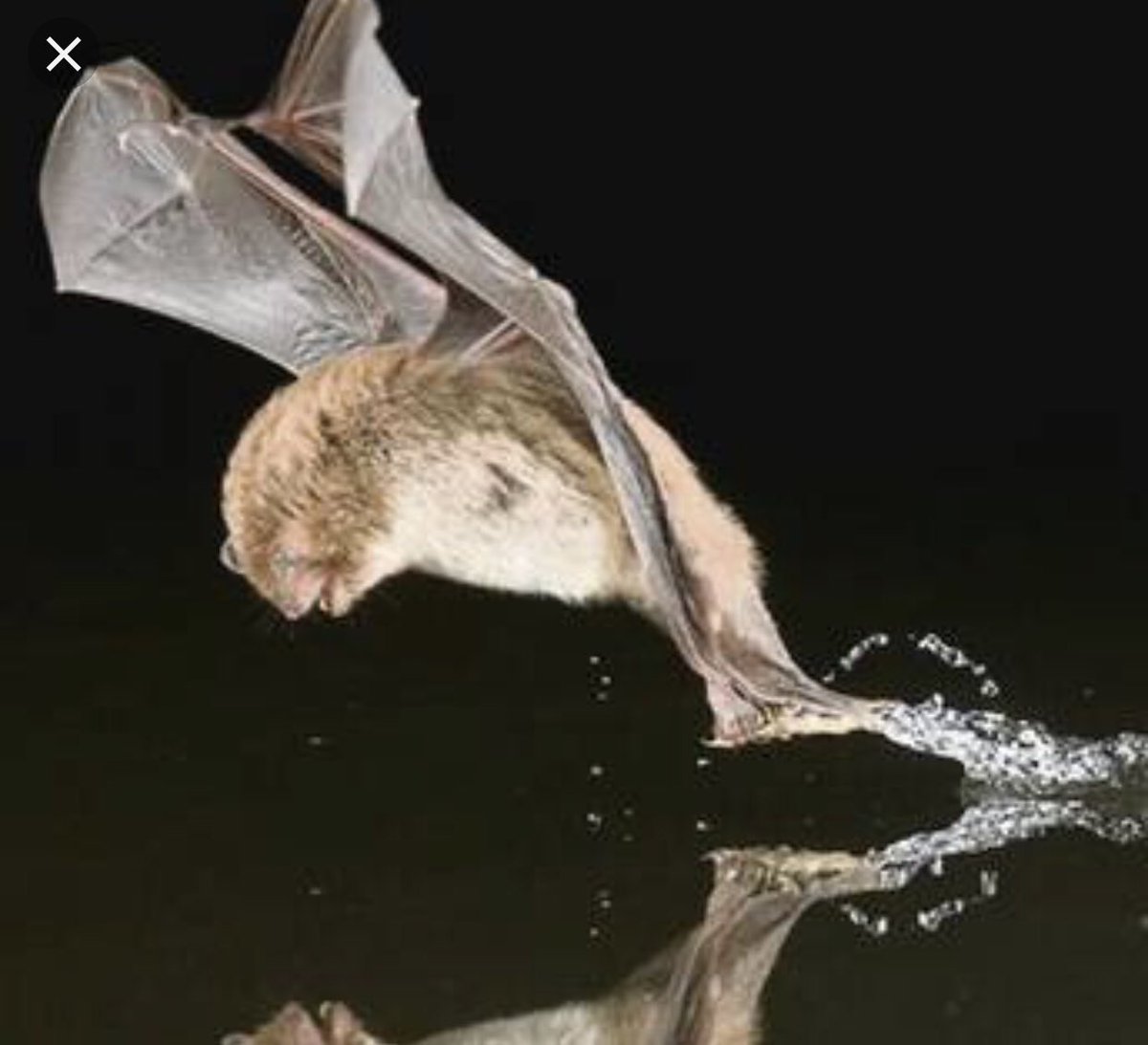 Daubenton’s bat monitoring tonight. Fewer moths and insects out and bat numbers down on a few sites. Still nice to see mother and babies flying side by side. 💕🦇#Daubentonsbats #bats #rivermonitoring #insects #moths #biodiversity