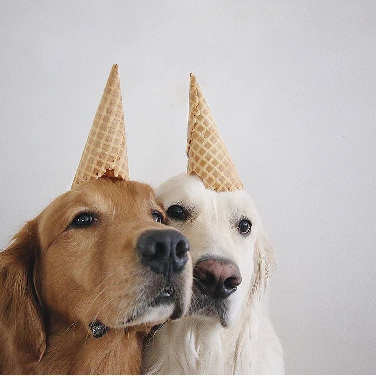 myjanesocial's tweet image. Happy #NationalDogDay! 🐶✨ Treat your furry friend (&amp;amp; yourself) to a #TimetoPaws box at get.cuddly.com/timetopaws. 

📷: IG wat. ki

#MyJane #OwnYourWellness