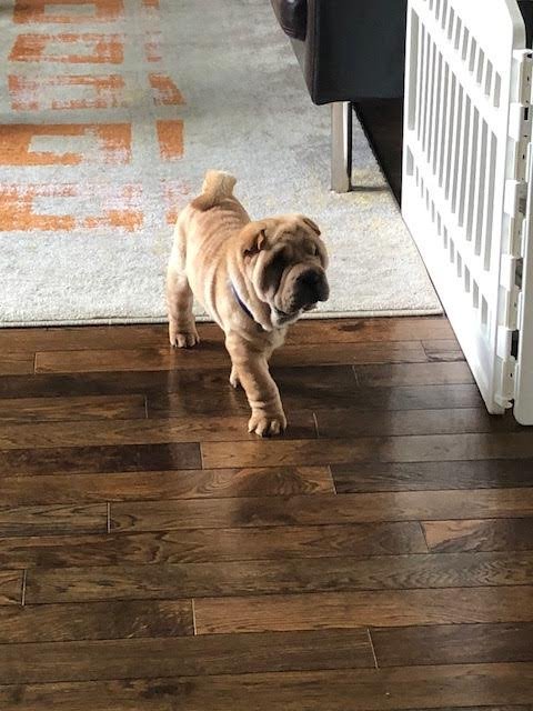 PoochWinston's tweet photo. Happy National Dog day to all my sisters and brothers out there in the world! #NationalDogDay #puppylove #DogDay #dogsoftwitter https://t.co/NnGhANKmwS