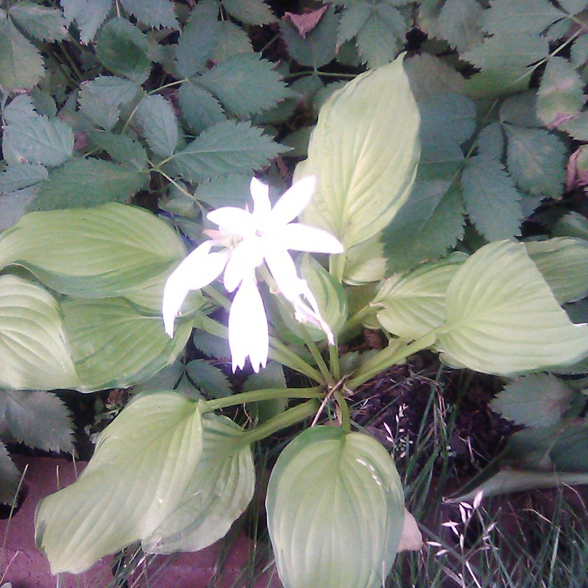 Crystal Rose Key tweet media