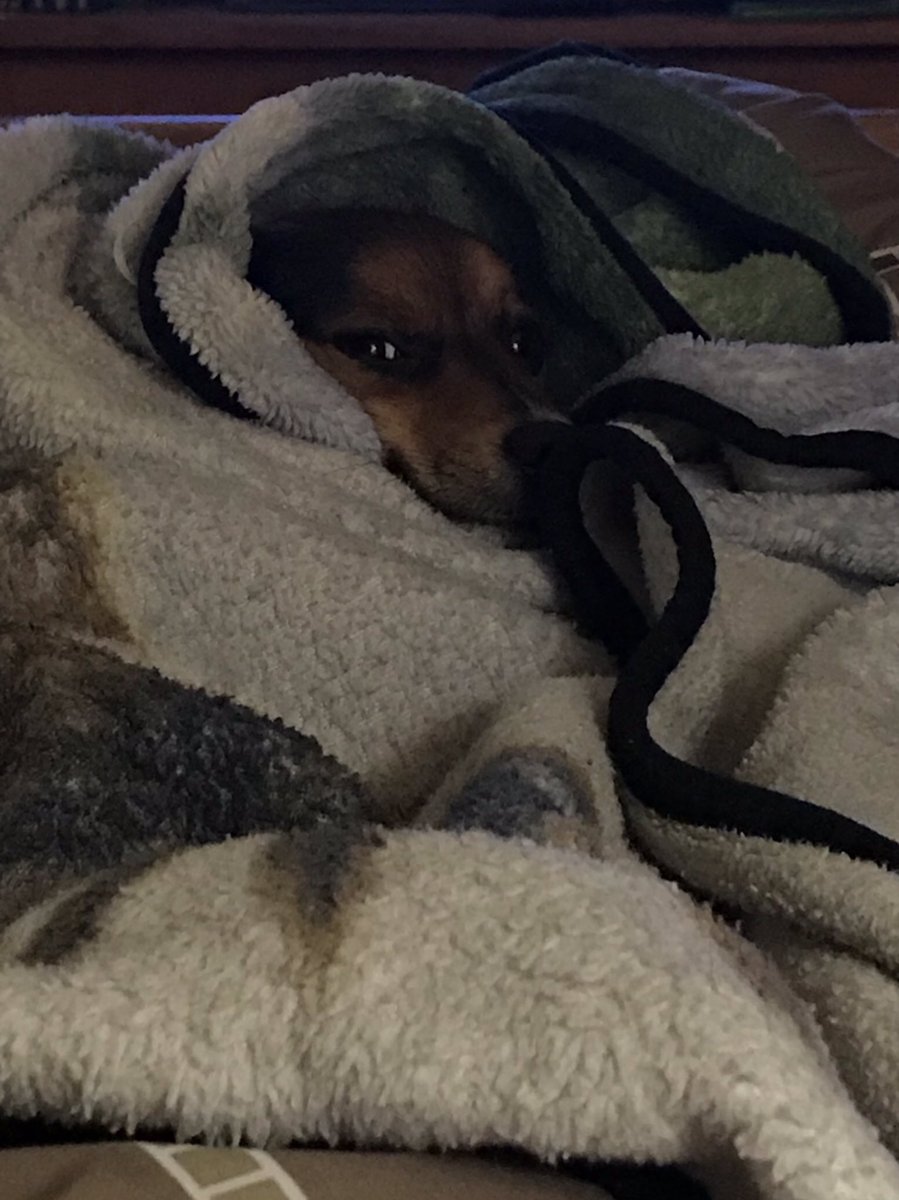 1273Kody's tweet photo. I don’t know about y’all but it looks like he is up to no good but I still luv him happy #InternationalDogDay https://t.co/gZgEtzzysS