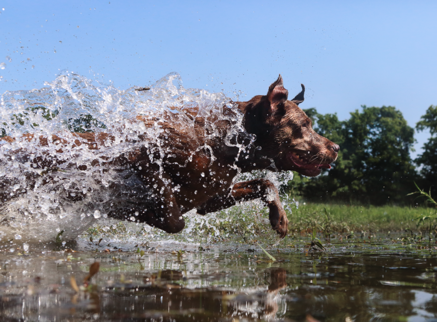 Gunner_Kennels's tweet photo. "If I can't take my dog, I'm not going."
– Gunner Kennels' team motto
Happy #NationalDogDay – tweet back at us with your favorite photo of your dog (+ their name), and we'll RT. #MeetGunner https://t.co/grERyJhe8b