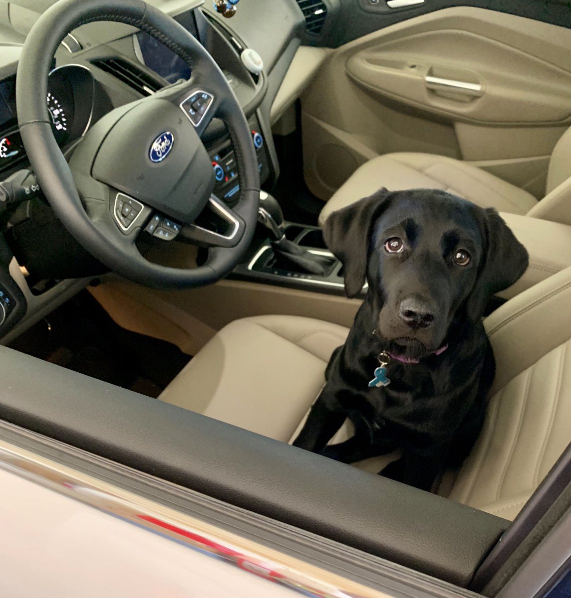 RichFordABQ's tweet photo. The face you make when everyone's pretending that every day isn't #NationalDogDay...
Thanks for the #Ford love, Ellie! 🥰 (Isn't she the cutest?!)
#dogs #richforddogs #dealershipdogs #doggo #blacklab #puppy #dogday #bestdayever #ford #fordescape #RichFord #ABQ https://t.co/f5VDpK7p36