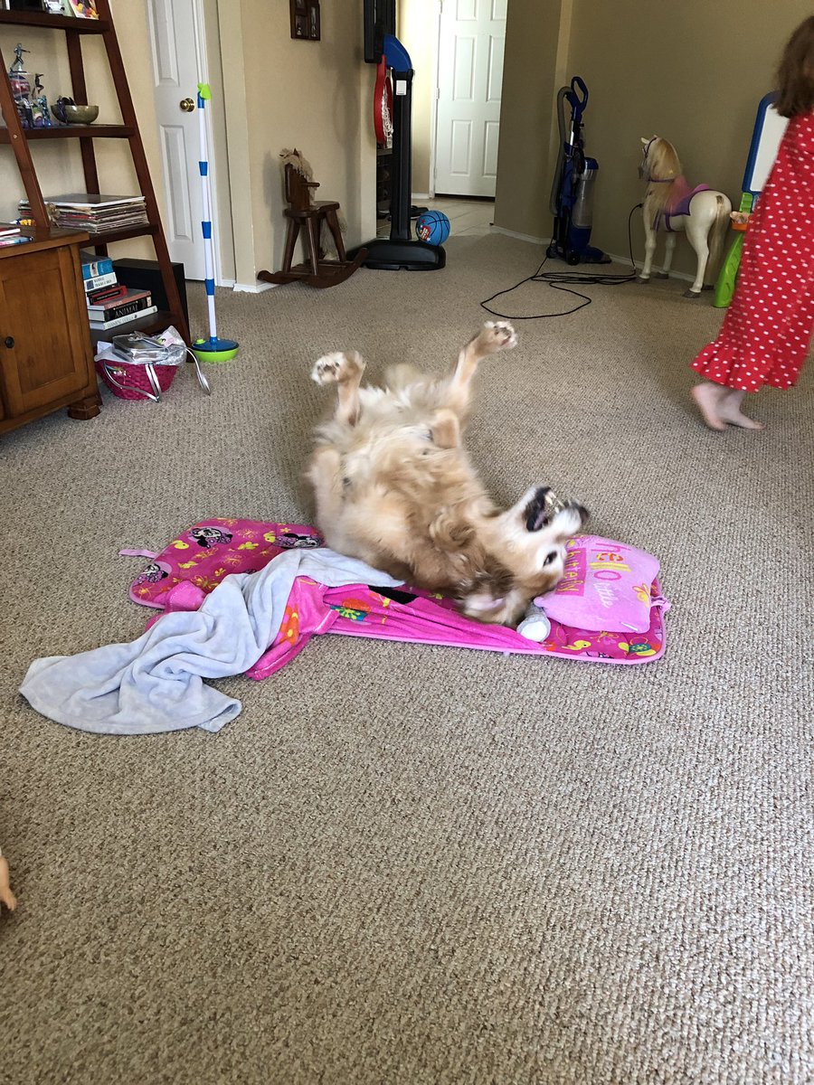 keeperkate34's tweet photo. Living his best life #InternationalDogDay https://t.co/aO6sCtgcKb